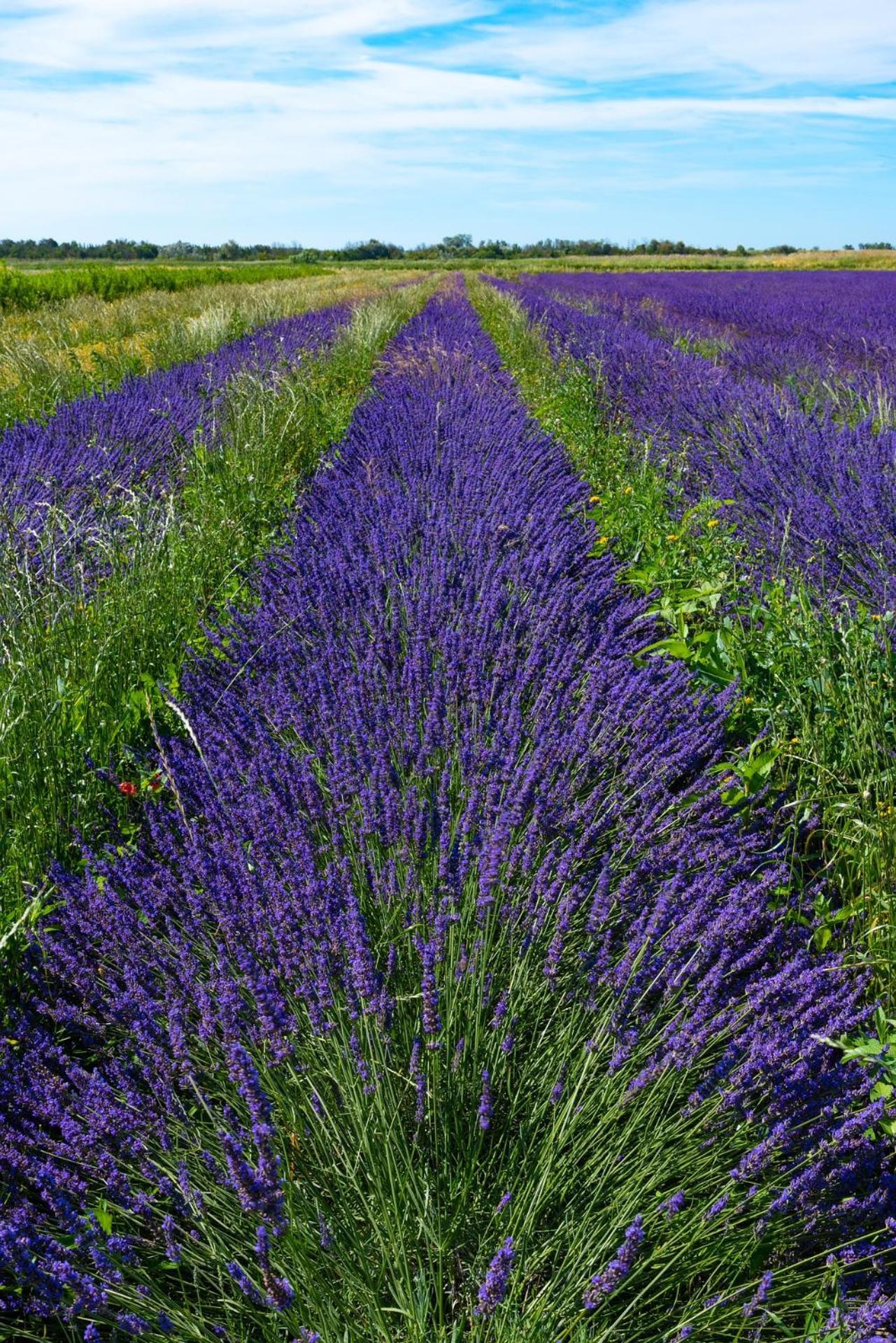 Le Campagne Villa Beaucaire  Exterior photo